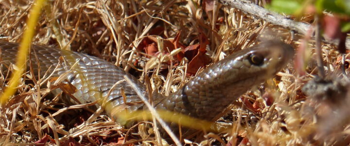 Découverte de la faune locale