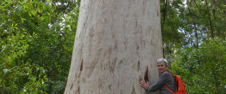 Pemberton et ses forêts d’eucalyptus
