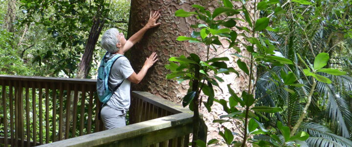 Le Kauri, sous haute protection