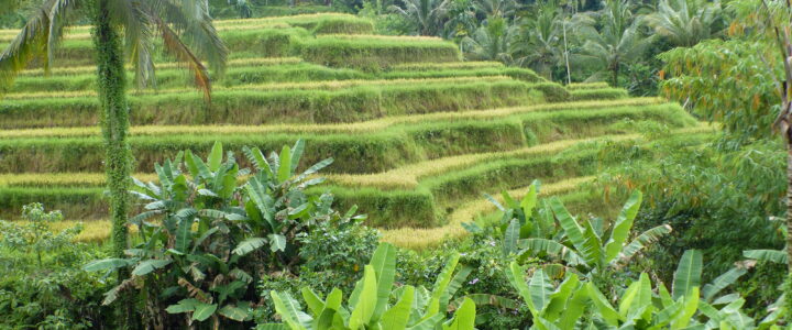 Ubud, temples et rizières Ubud, temples et rizières